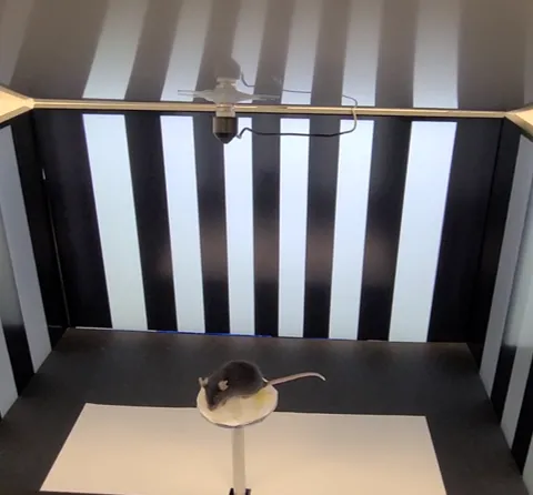 A mouse positioned in the AutoOMR data-collection rig, framed by the rig hardware used to record its optomotor reflex response.