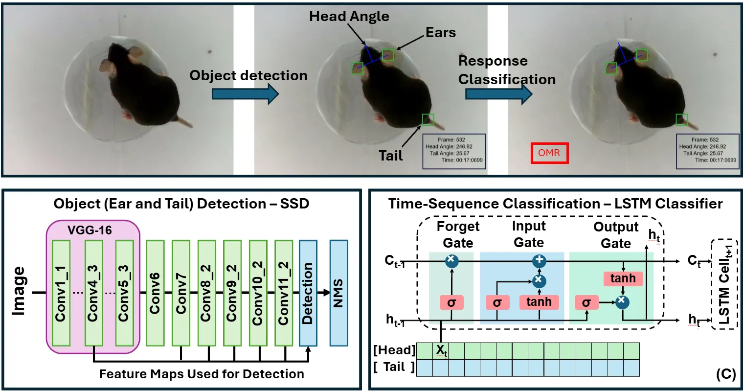 A diagram of the AutoOMR detection pipeline: overhead camera frames feed a Single Shot Multibox Detector that locates the ears and tail, the resulting head angle vector is fed into an LSTM, and the LSTM classifies each frame as OMR or non-OMR.