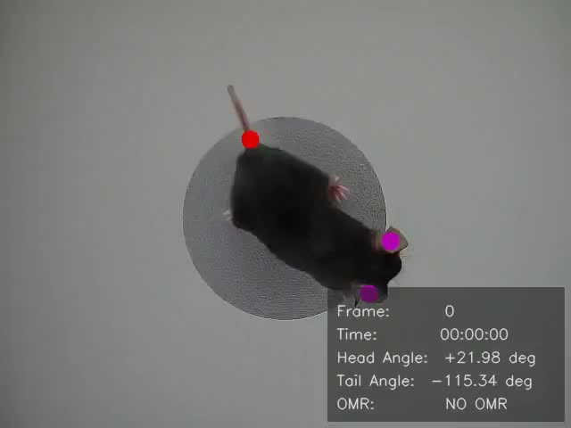 Overhead footage of a mouse with the tracking algorithm marking head and tail points frame by frame.